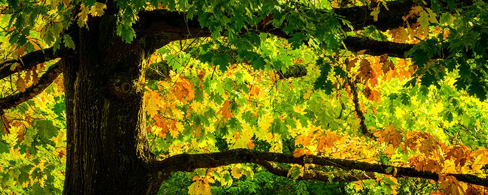 Light Touches the Autumn Leaves art print by Don Schwartz for $57.95 CAD