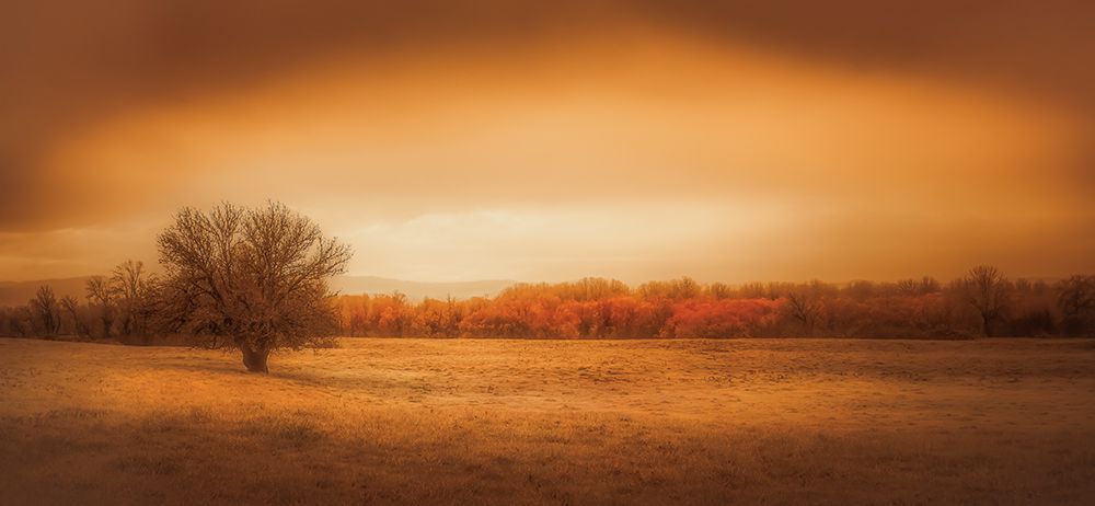 Lone Tree in the Field art print by Don Schwartz for $57.95 CAD