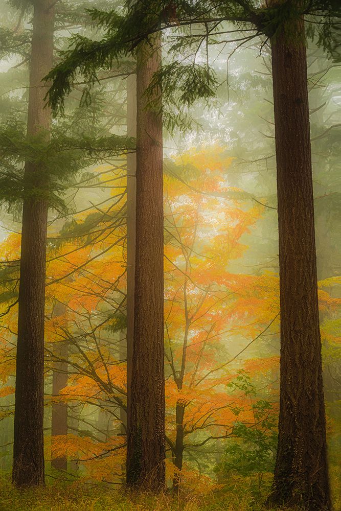 Autumn in the Misty Woods art print by Don Schwartz for $57.95 CAD