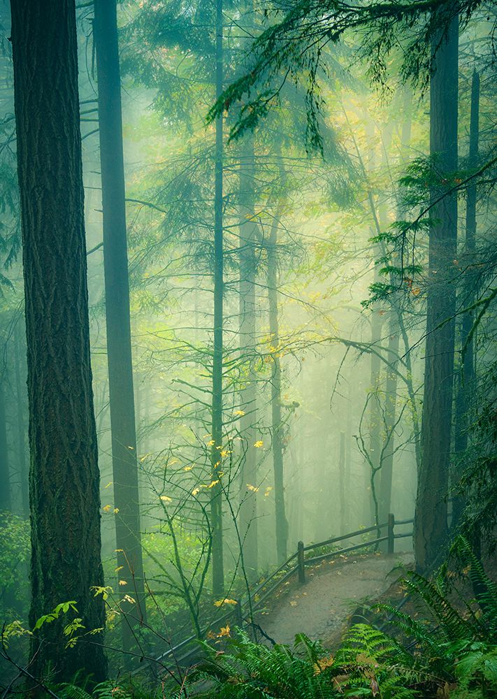 Through the Woods in a Misty Rain art print by Don Schwartz for $57.95 CAD