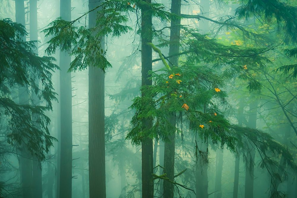 A Peek Into the Misty Woods art print by Don Schwartz for $57.95 CAD