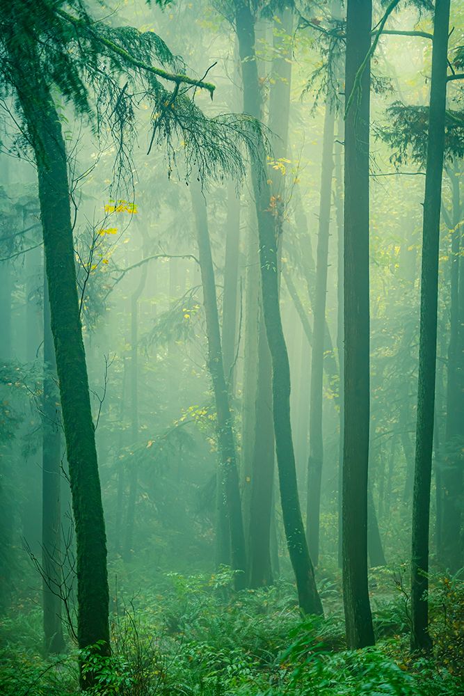 Leaning Into the Mist art print by Don Schwartz for $57.95 CAD