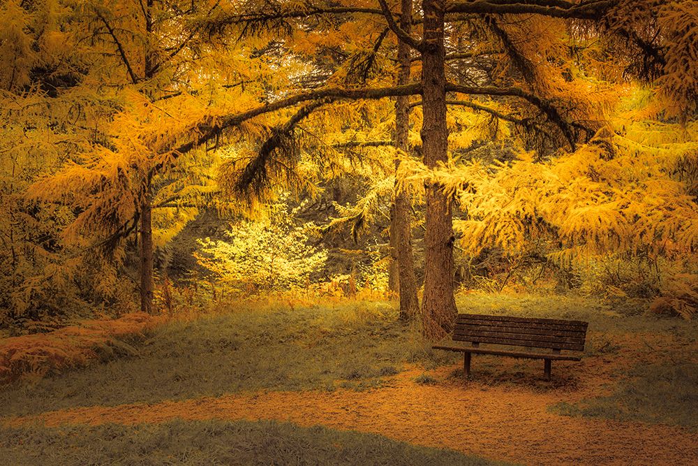 Bench Beneath the Larches art print by Don Schwartz for $57.95 CAD
