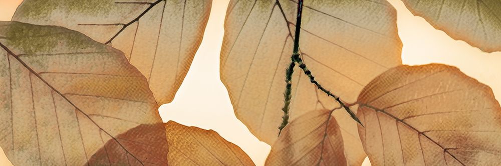 Cluster of Leaves art print by Don Schwartz for $57.95 CAD