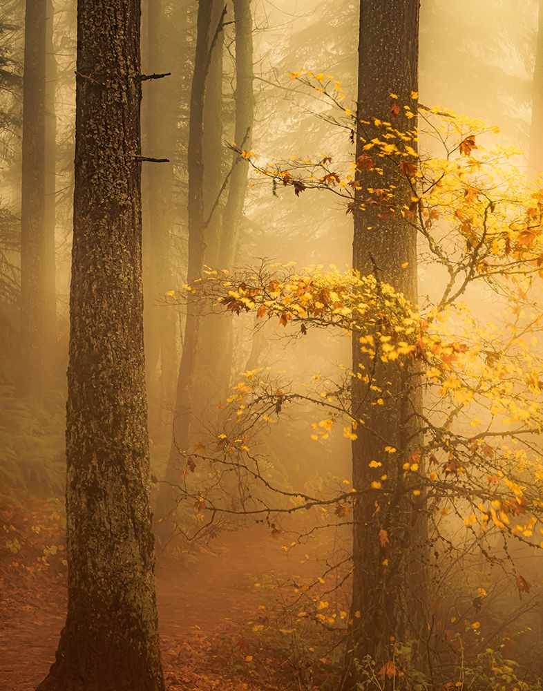 Along a Misty Forest Trail art print by Don Schwartz for $57.95 CAD