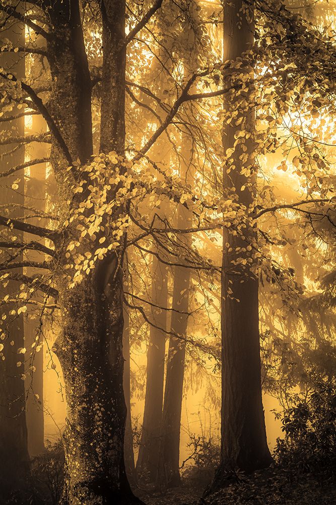 On a Foggy Autumn Morning art print by Don Schwartz for $57.95 CAD