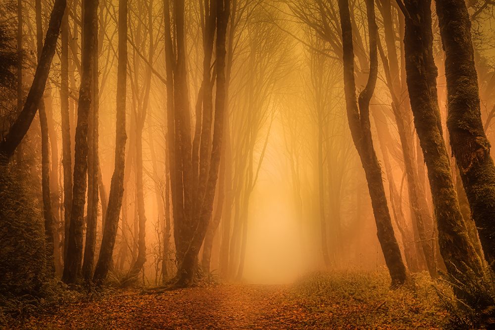 Golden Light Through the Misty Trees art print by Don Schwartz for $57.95 CAD