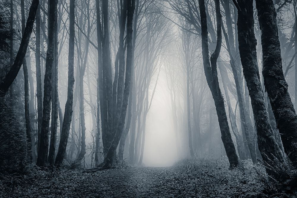 Light Through the Misty Trees art print by Don Schwartz for $57.95 CAD