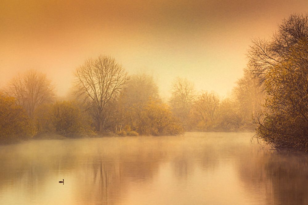 Duck on a Pond art print by Don Schwartz for $57.95 CAD