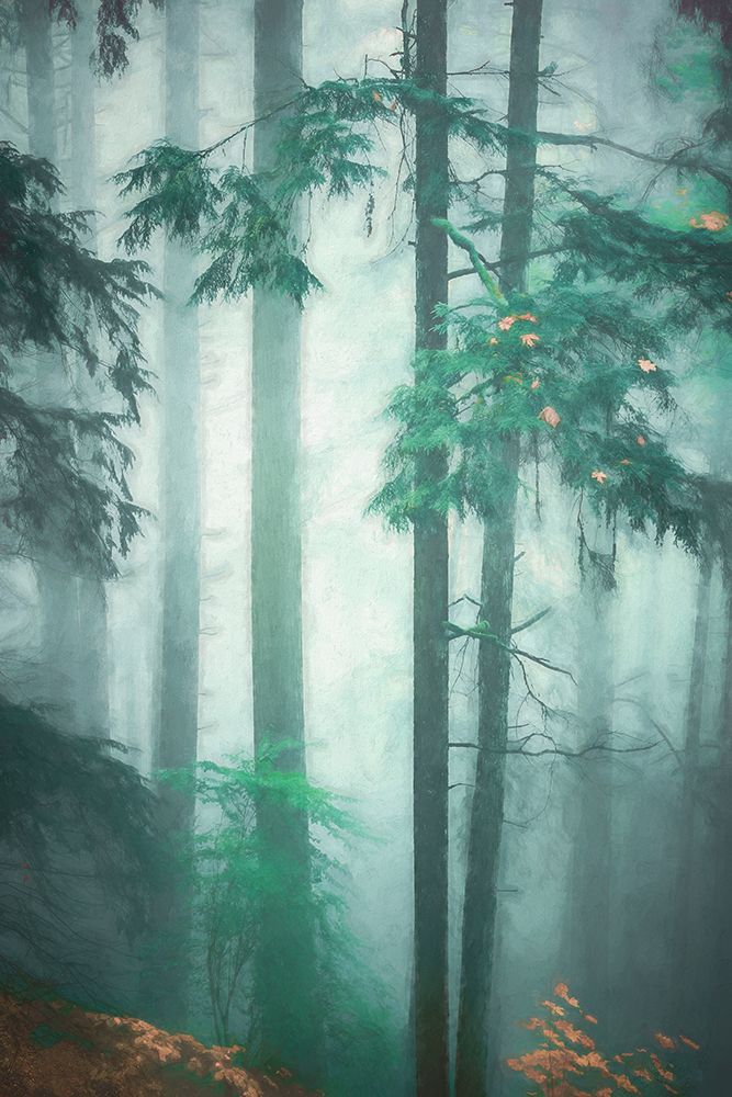 Deep in the Woods art print by Don Schwartz for $57.95 CAD