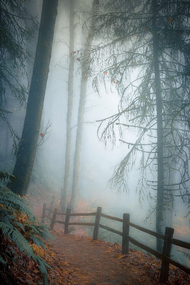 Autumn Mist art print by Don Schwartz for $57.95 CAD