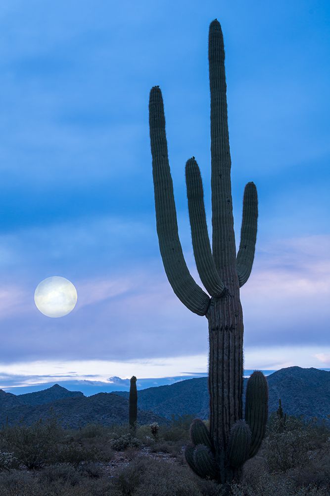 Cactus at Twilight art print by Don Schwartz for $57.95 CAD