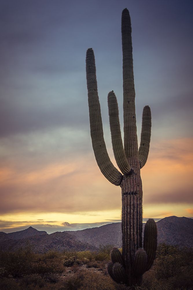 Sundown Cactus art print by Don Schwartz for $57.95 CAD