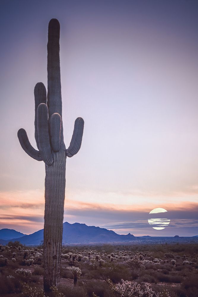 Desert Moon art print by Don Schwartz for $57.95 CAD