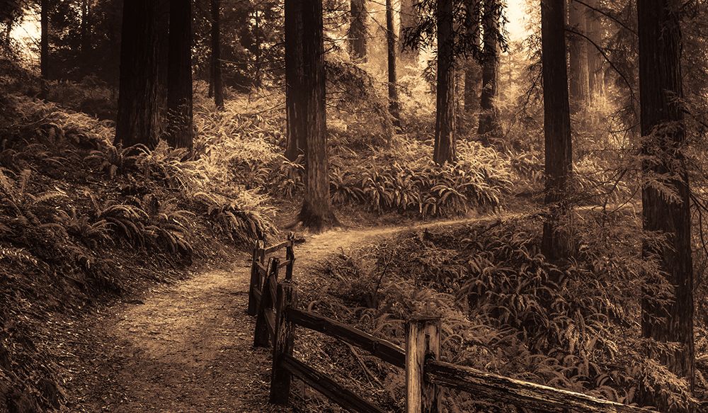 Curve in the Trail art print by Don Schwartz for $57.95 CAD