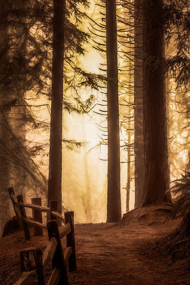 Forest Light art print by Don Schwartz for $57.95 CAD