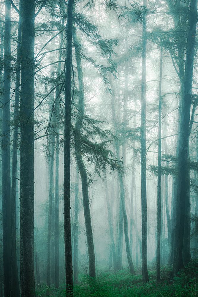 In the Quiet, Misty Woods art print by Don Schwartz for $57.95 CAD