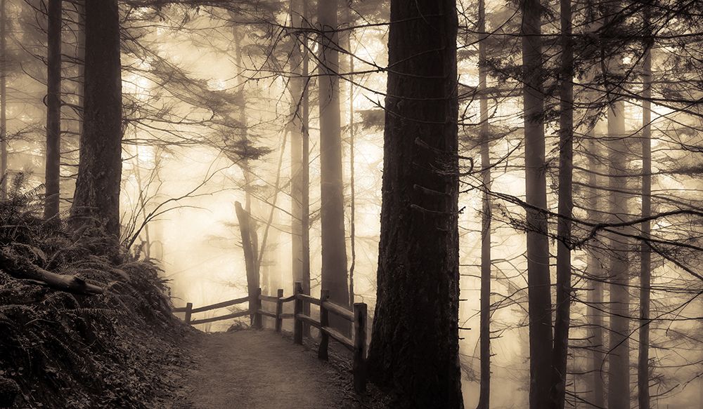 Into the Misty Woodland art print by Don Schwartz for $57.95 CAD