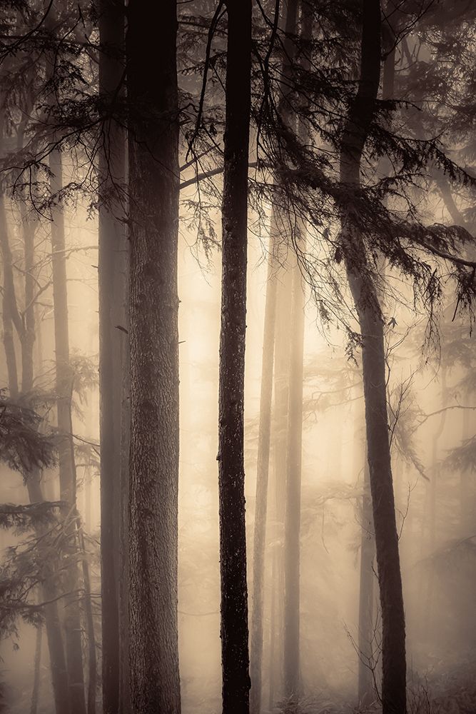 Nestled in the Trees art print by Don Schwartz for $57.95 CAD