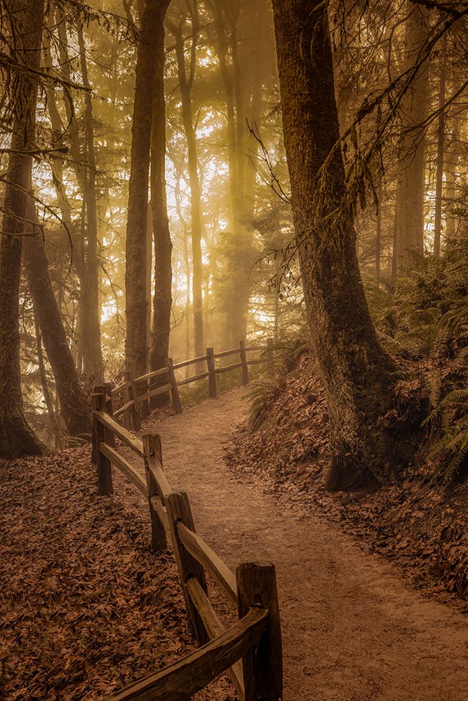 Winding Through the Forest art print by Don Schwartz for $57.95 CAD
