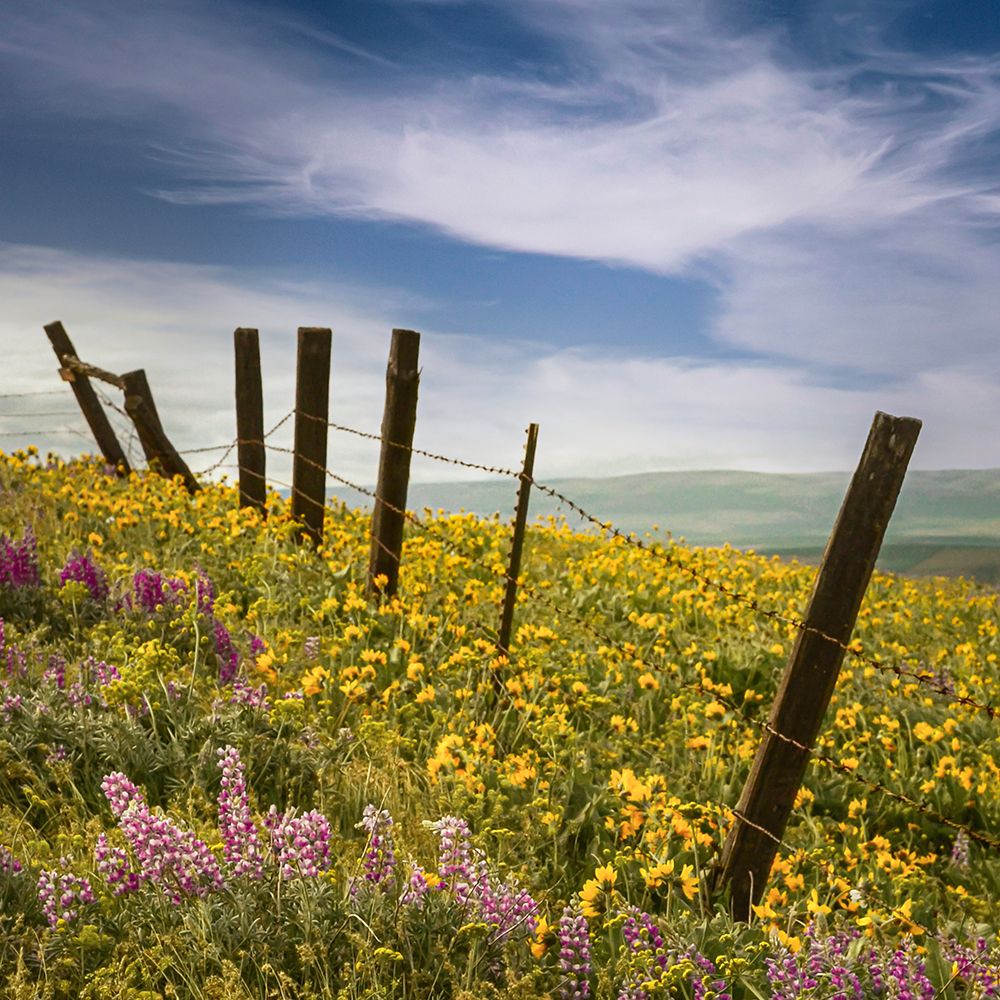 Wildflower Meadow Meets the Sky art print by Don Schwartz for $57.95 CAD