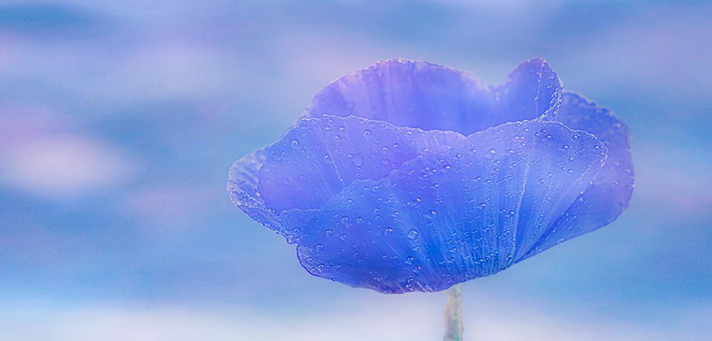 Dew-Dropped Poppy art print by Don Schwartz for $57.95 CAD