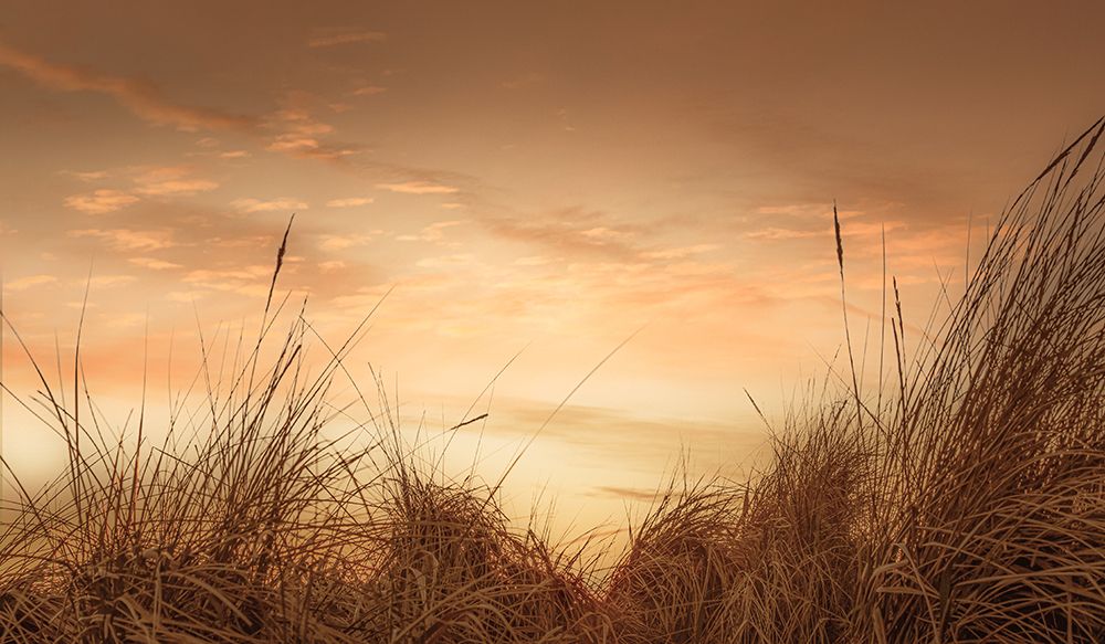 Beach Grasses at Sunset art print by Don Schwartz for $57.95 CAD