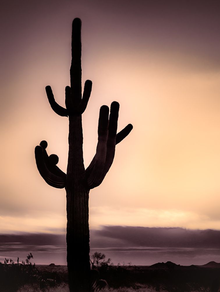 Desert Sunset art print by Don Schwartz for $57.95 CAD