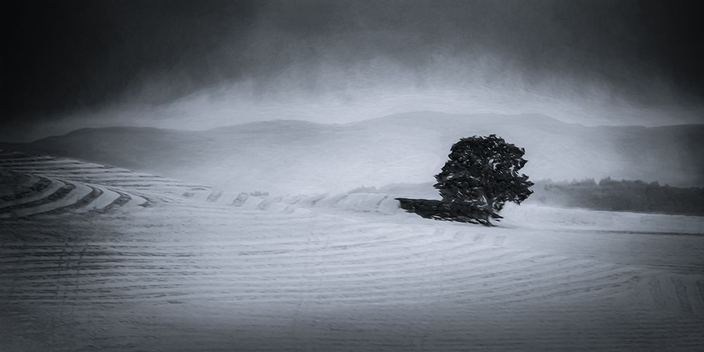 Solitary Tree art print by Don Schwartz for $57.95 CAD