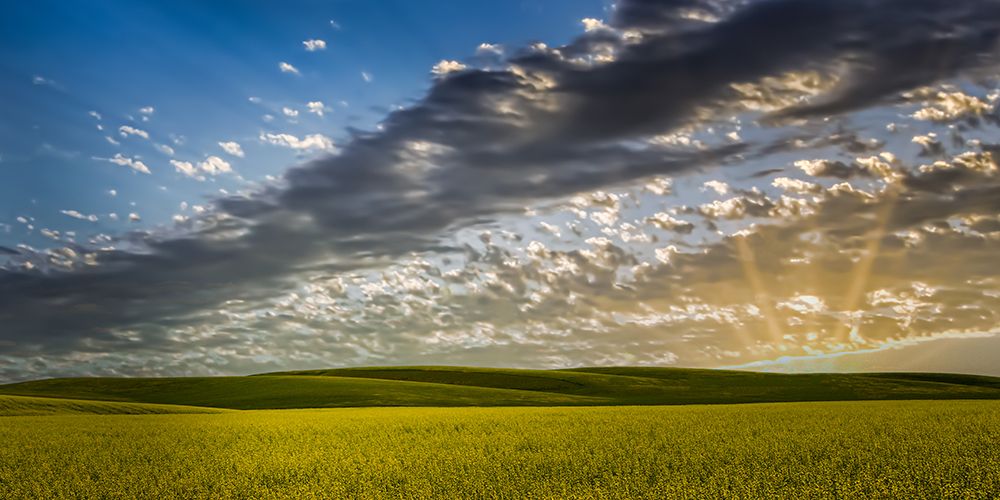 Canola Hills and Sky art print by Don Schwartz for $57.95 CAD