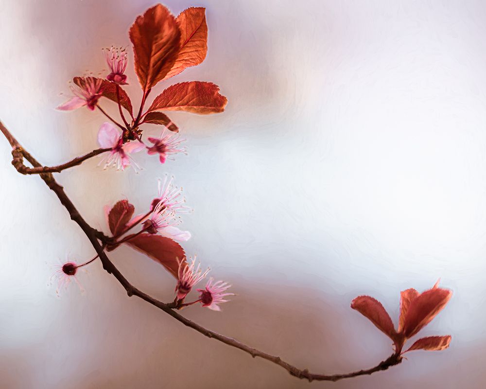 Blossoms I art print by Don Schwartz for $57.95 CAD