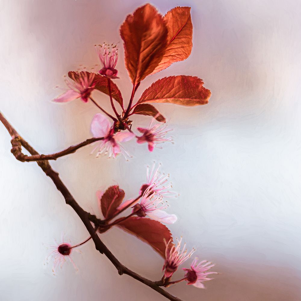 Blossoms II art print by Don Schwartz for $57.95 CAD