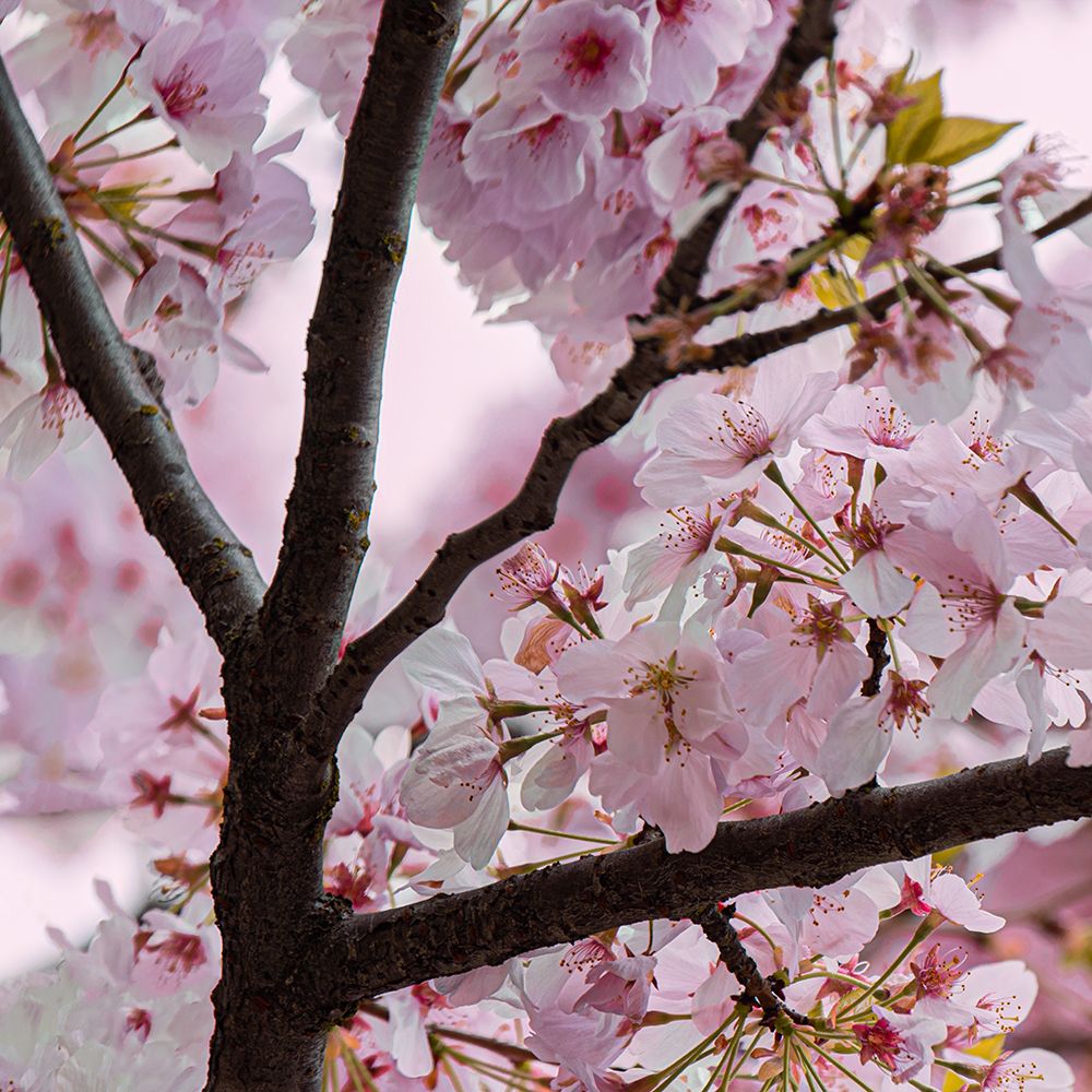 Spring Blossoms art print by Don Schwartz for $57.95 CAD