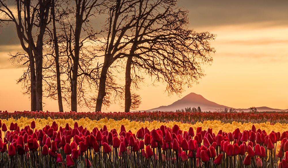 Enveloped By Tulips art print by Don Schwartz for $57.95 CAD