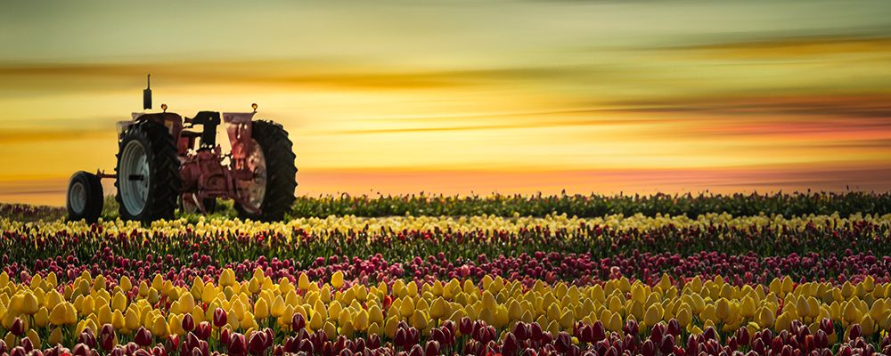 Pink Tractor in the Field of Tulips art print by Don Schwartz for $57.95 CAD
