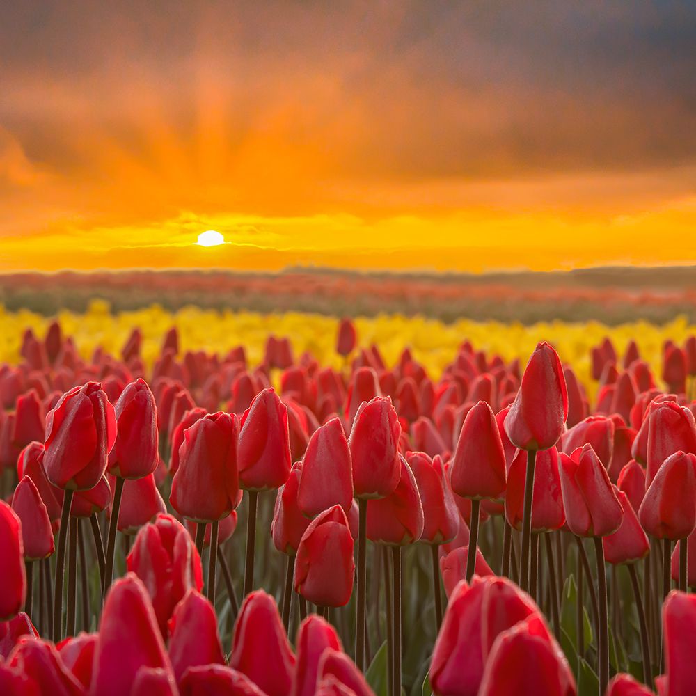 Sunsplashed art print by Don Schwartz for $57.95 CAD