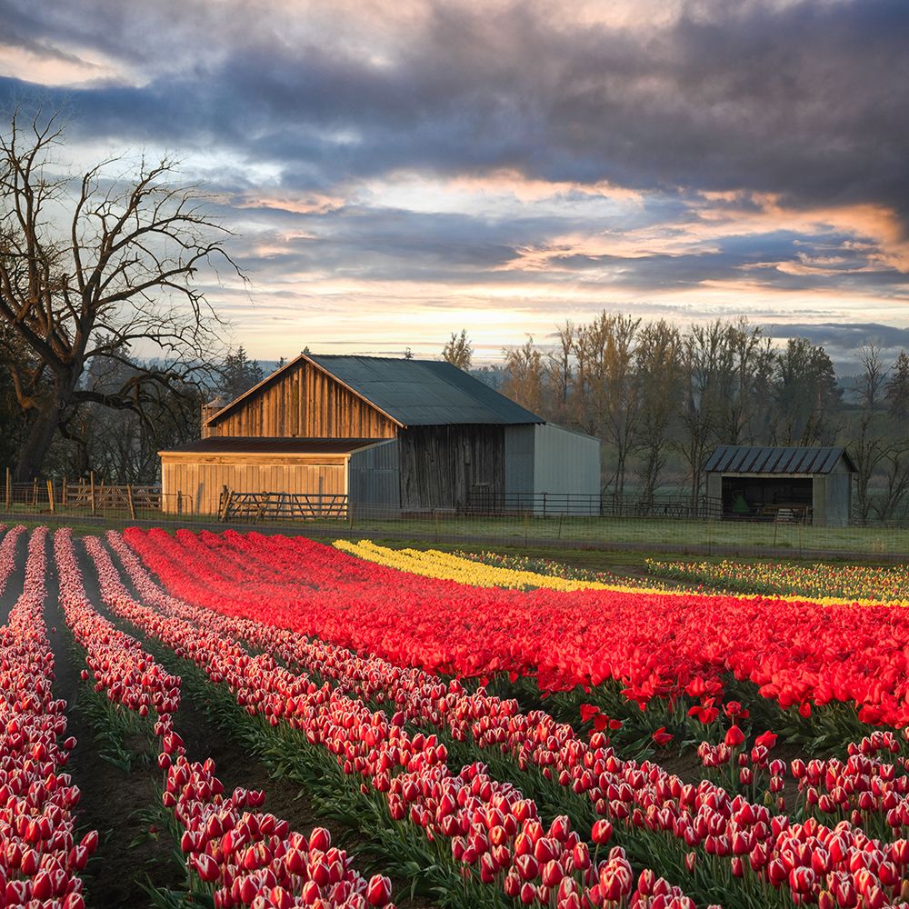 In a Field of Tulips art print by Don Schwartz for $57.95 CAD