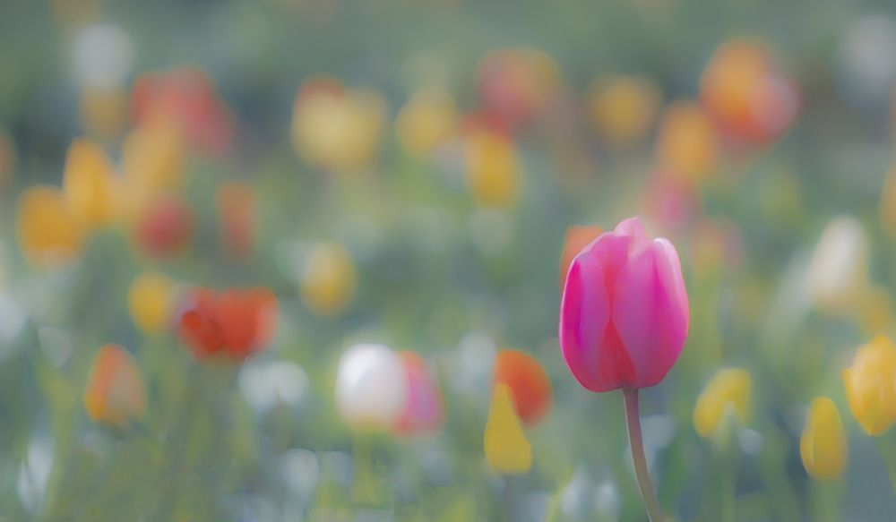 Speckled with Tulips art print by Don Schwartz for $57.95 CAD