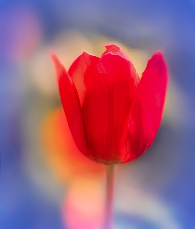 Vibrant Red Tulip art print by Don Schwartz for $57.95 CAD
