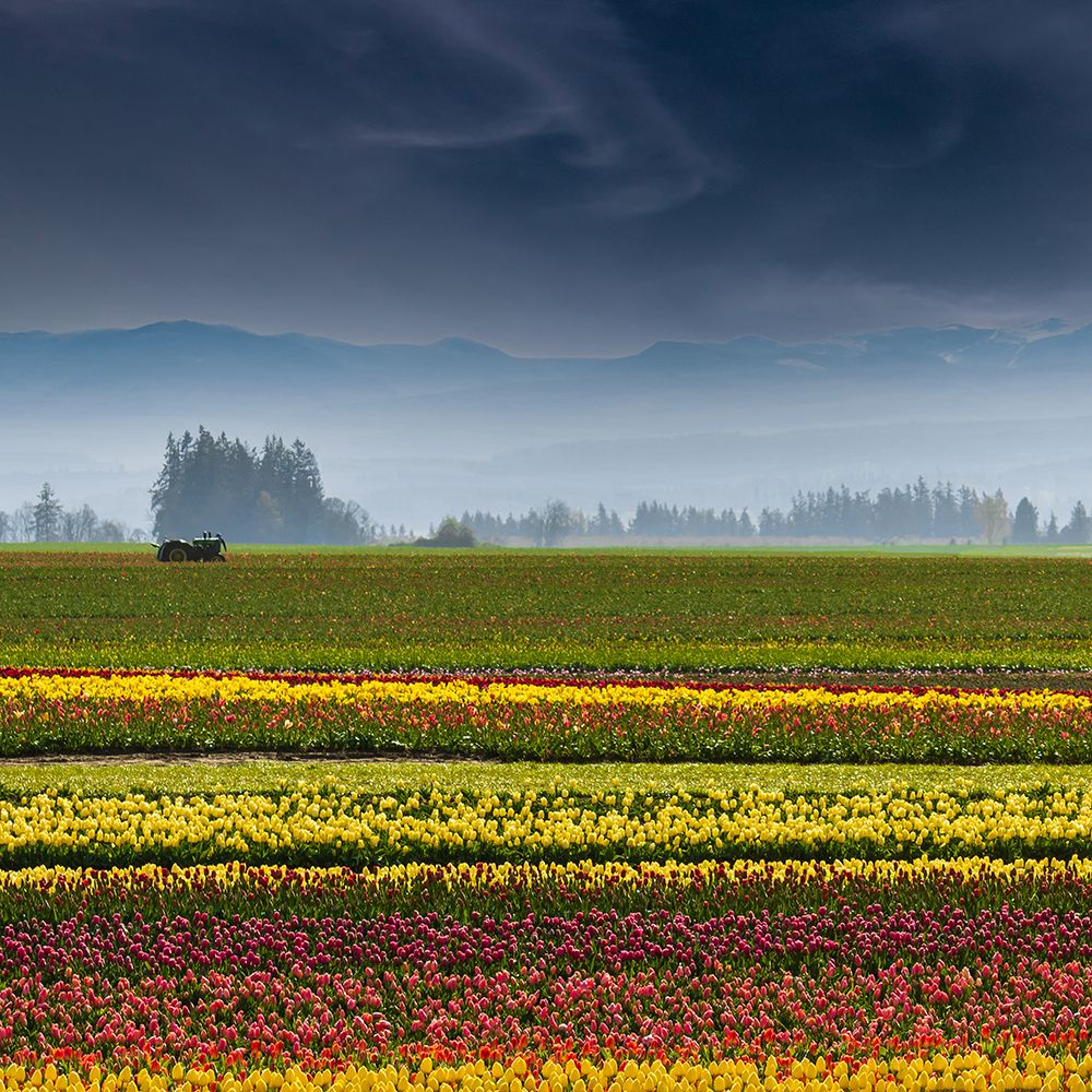 At the Edge of the Tulip Field art print by Don Schwartz for $57.95 CAD