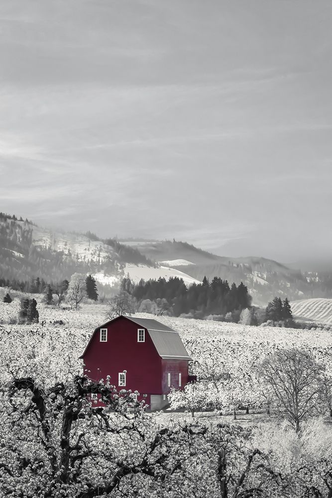 Barn in the Pear Blossoms art print by Don Schwartz for $57.95 CAD
