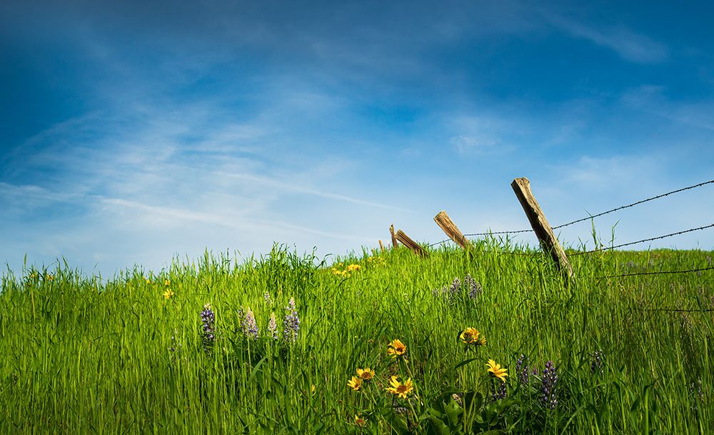 Spring Meadow art print by Don Schwartz for $57.95 CAD