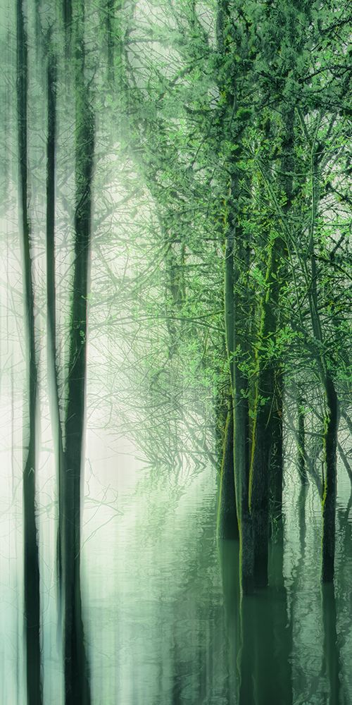 Forest in the Lake I art print by Don Schwartz for $57.95 CAD