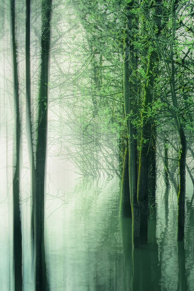 Forest in the Lake II art print by Don Schwartz for $57.95 CAD