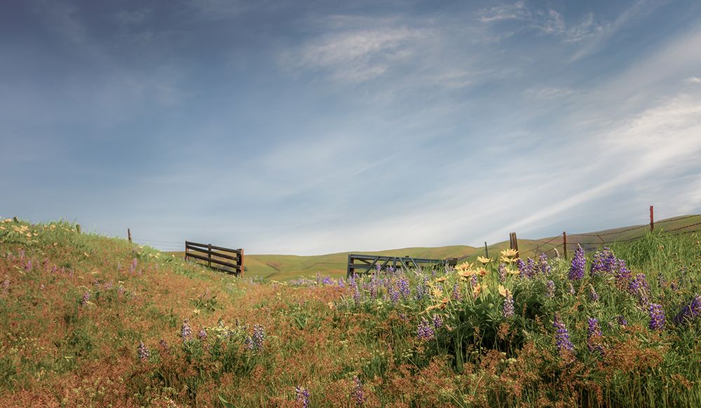 Wildflower Explosion art print by Don Schwartz for $57.95 CAD
