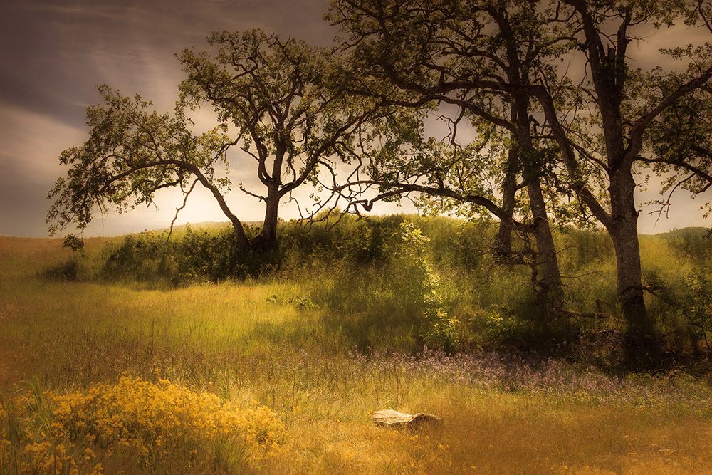 Flowering Meadow art print by Don Schwartz for $57.95 CAD