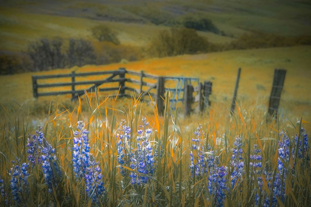 Field of Lupine art print by Don Schwartz for $57.95 CAD
