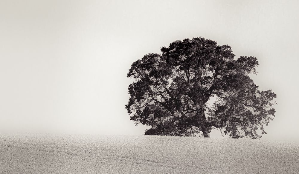 Alone in the Wheat Field art print by Don Schwartz for $57.95 CAD