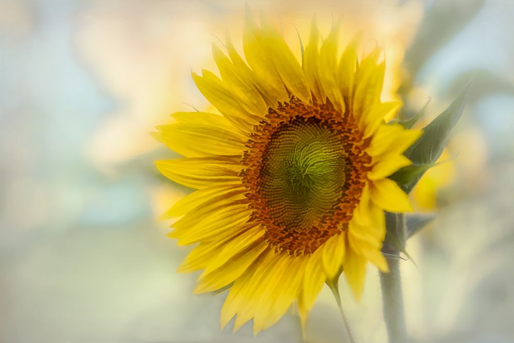 Sunflower in the Field art print by Don Schwartz for $57.95 CAD