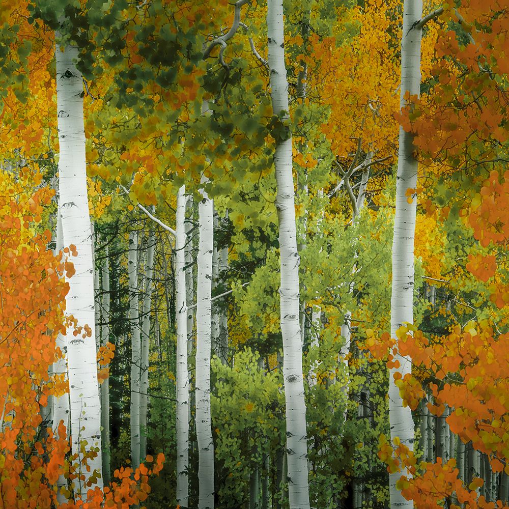 Colorado Aspen Forest art print by Don Schwartz for $57.95 CAD